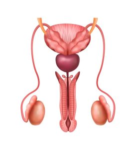 realistic male genitals human reproductive
